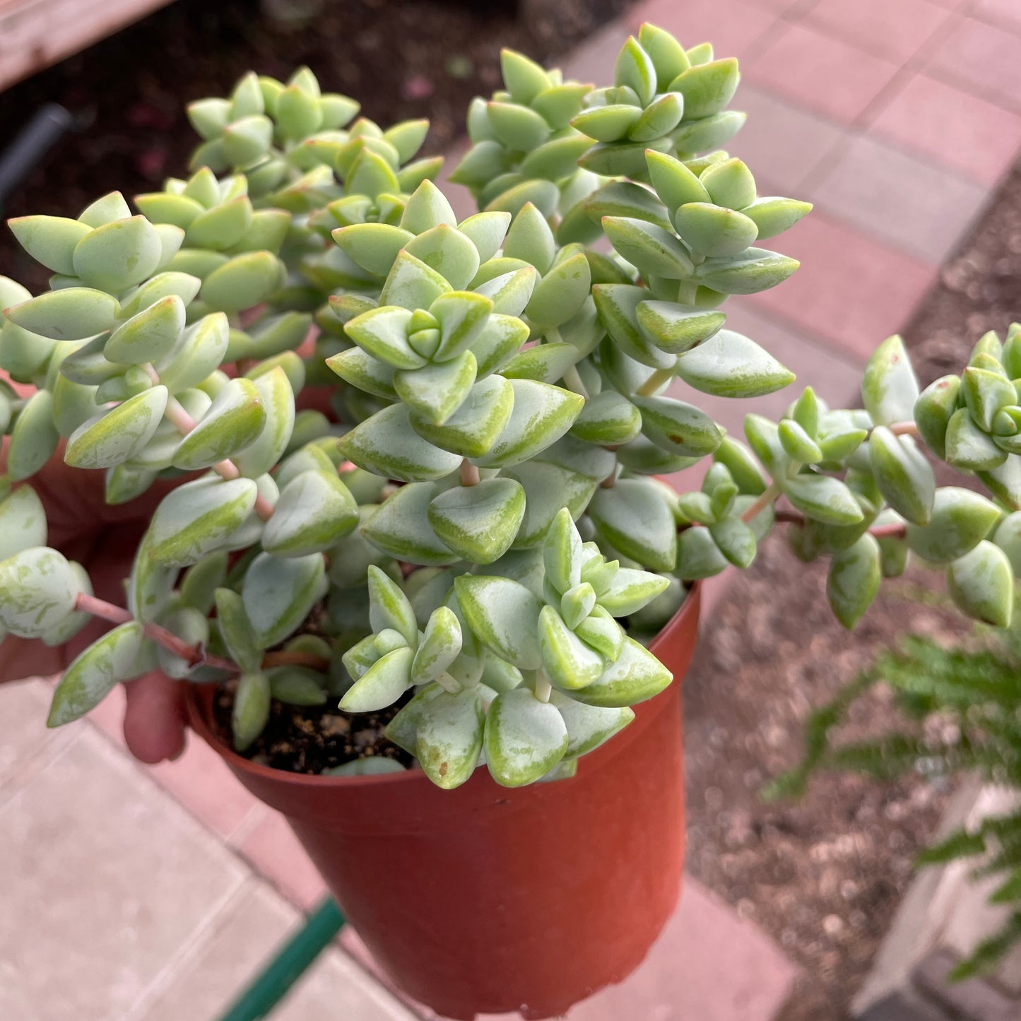 String of Buttons (green)
