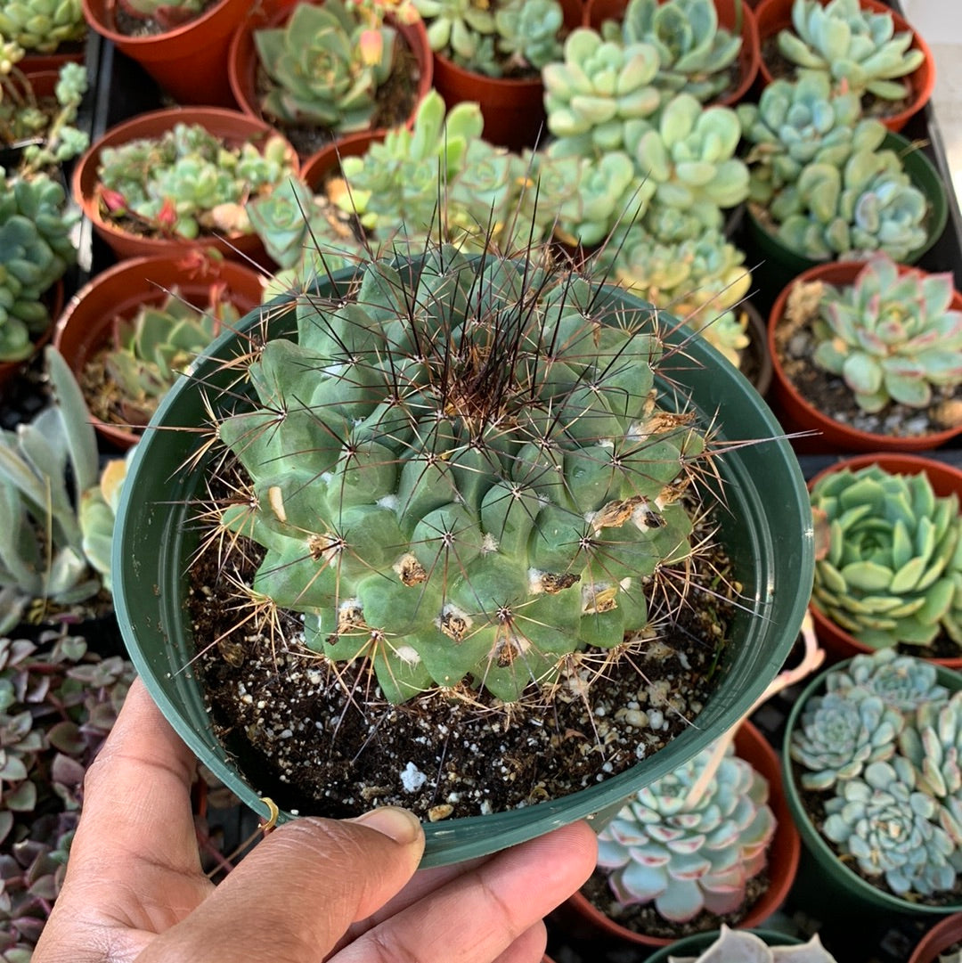 Mammillaria sp.