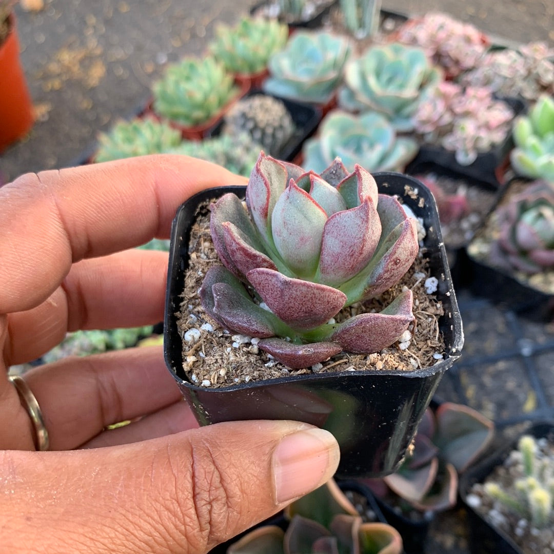Echeveria sp 5