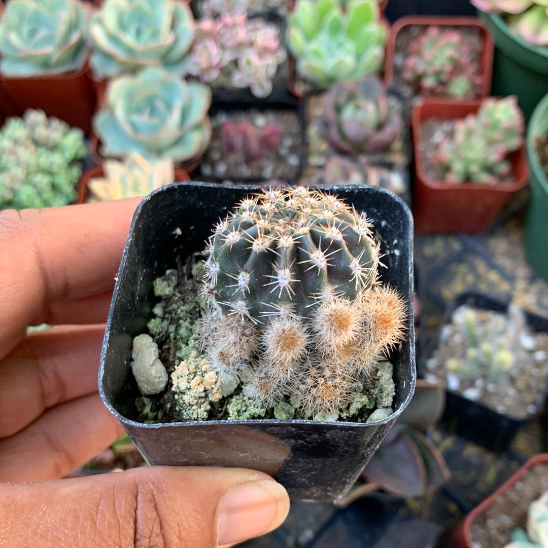 Cactus sp 1