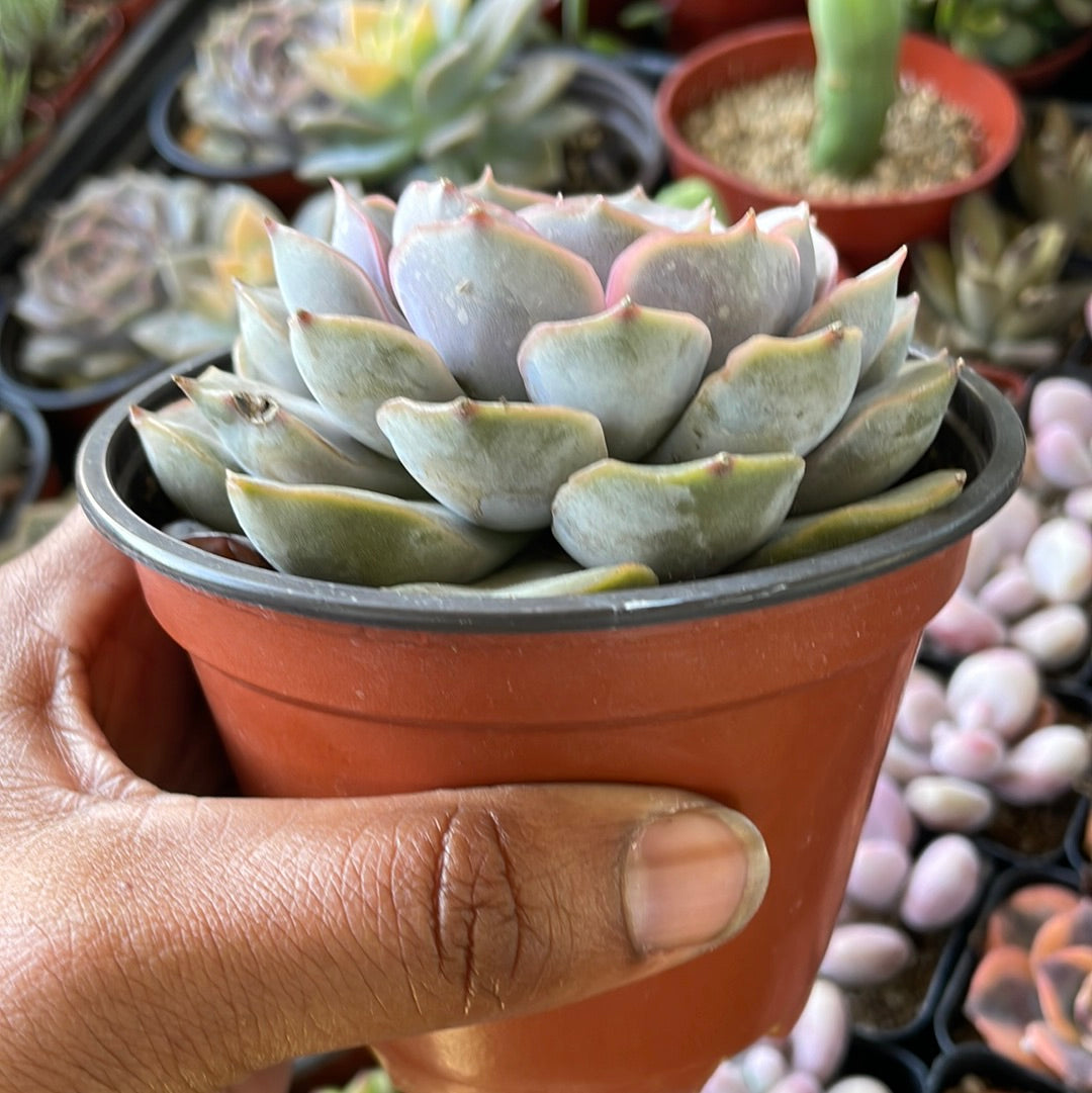 Chonky Echeveria