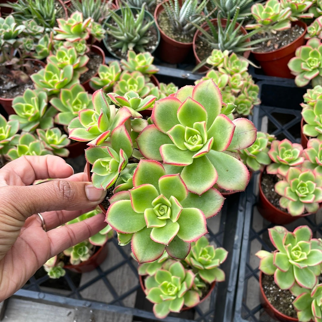 kiwi succulent Aeonium Kiwi