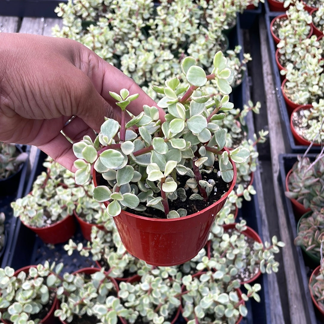 Varigated Elephant Bush