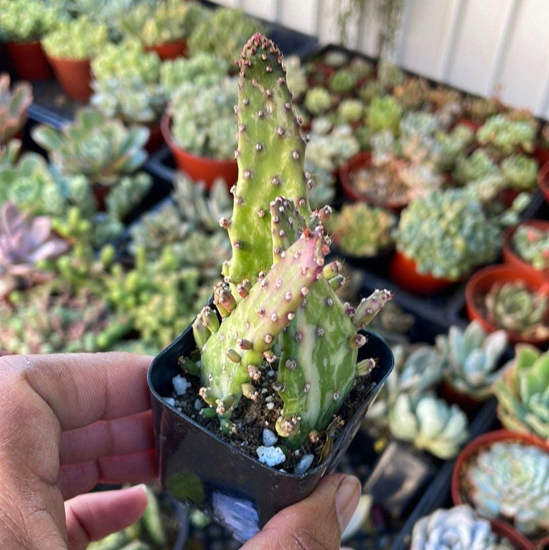 Opuntia Monocantha