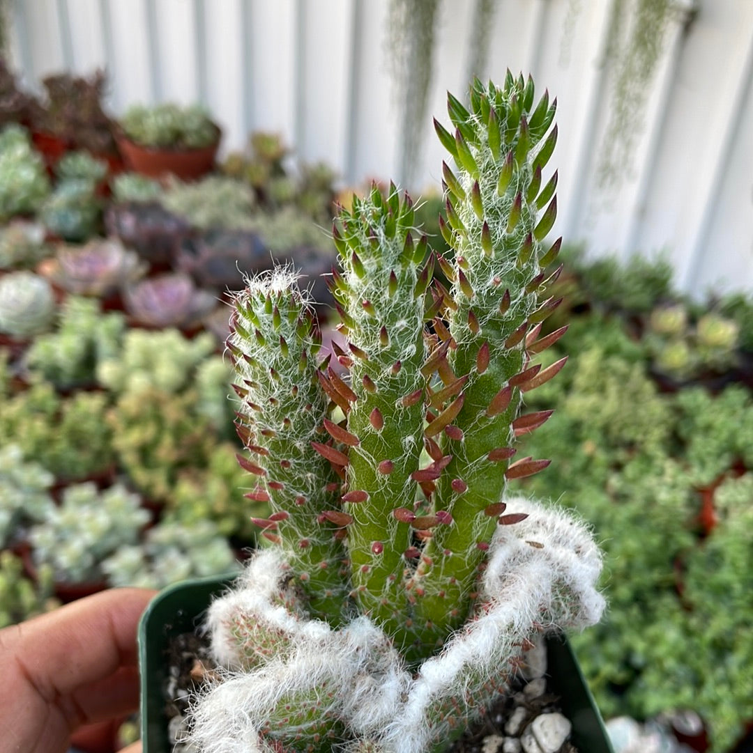 Crested Opuntia Subulata Awl Cactus