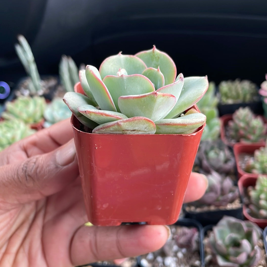 Echeveria Atlantis
