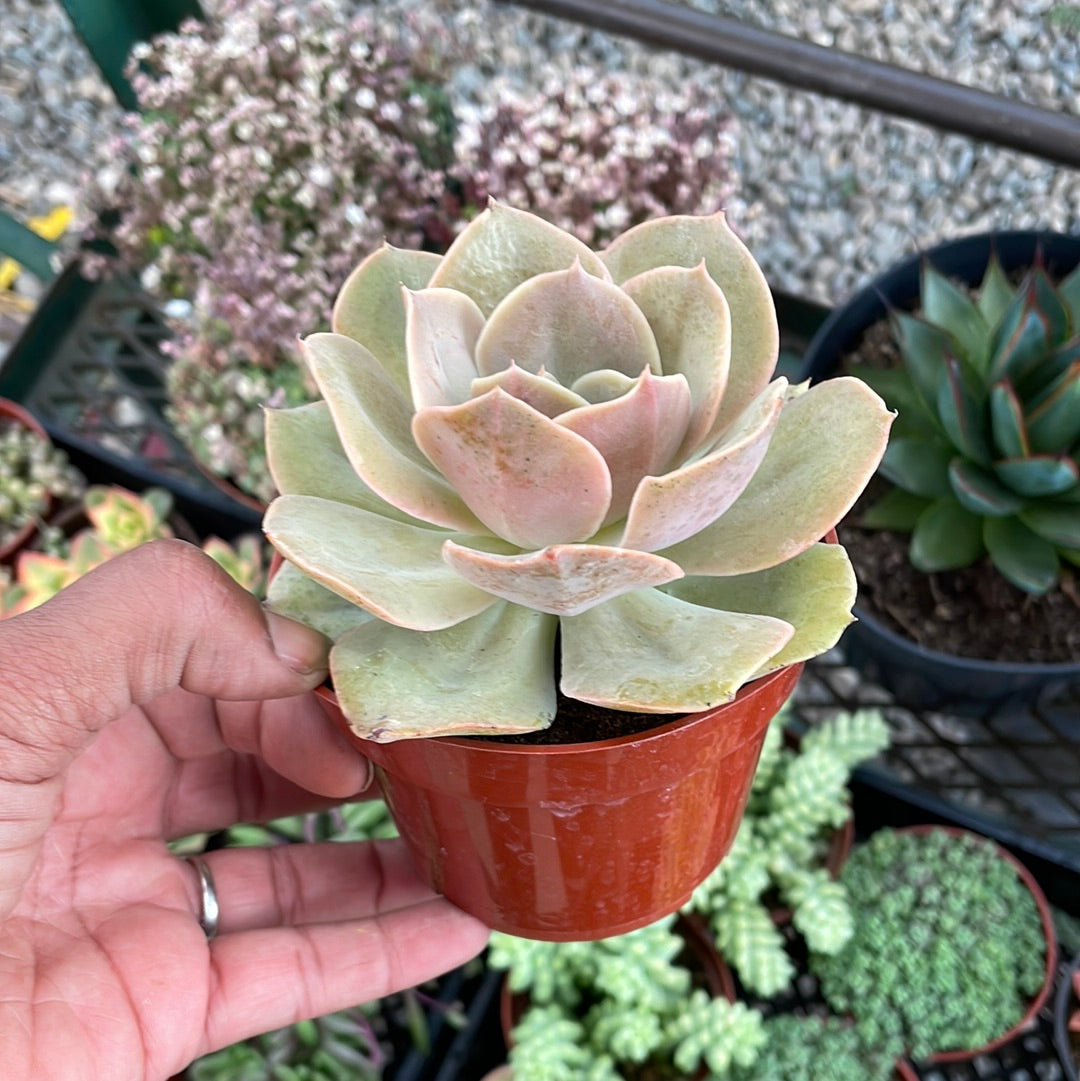 Echeveria Lolita