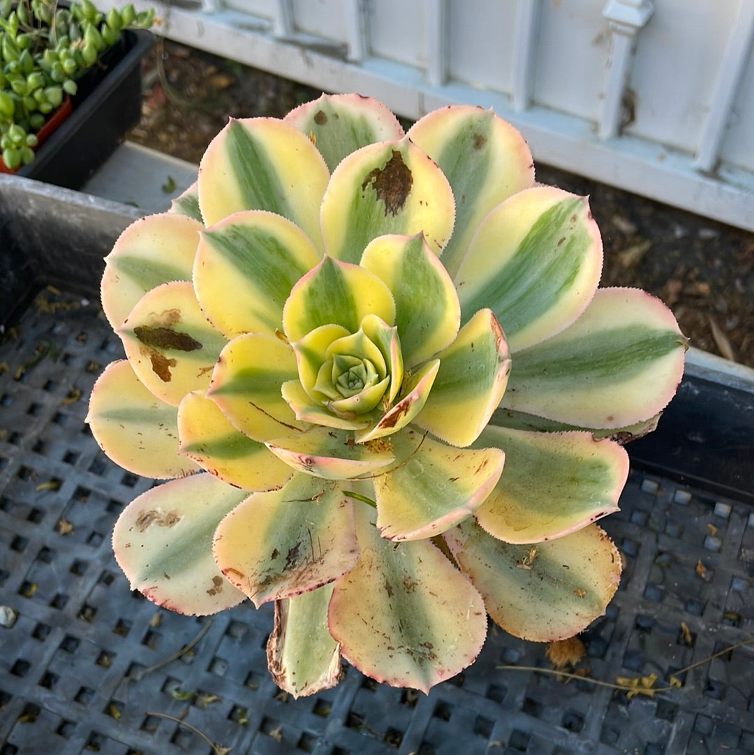 Imperfect Aeonium Sunbursts