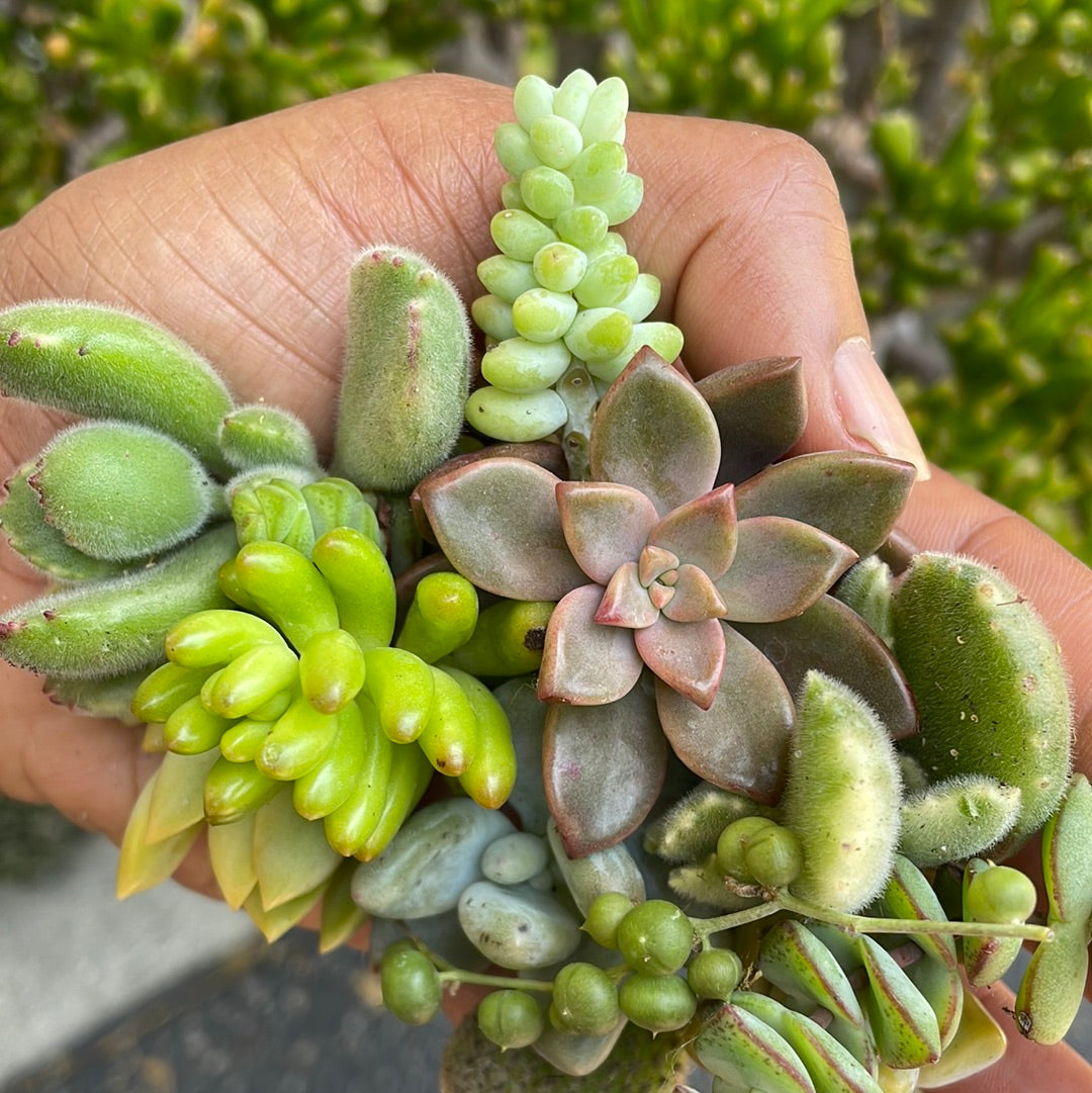 Succulent Cuttings