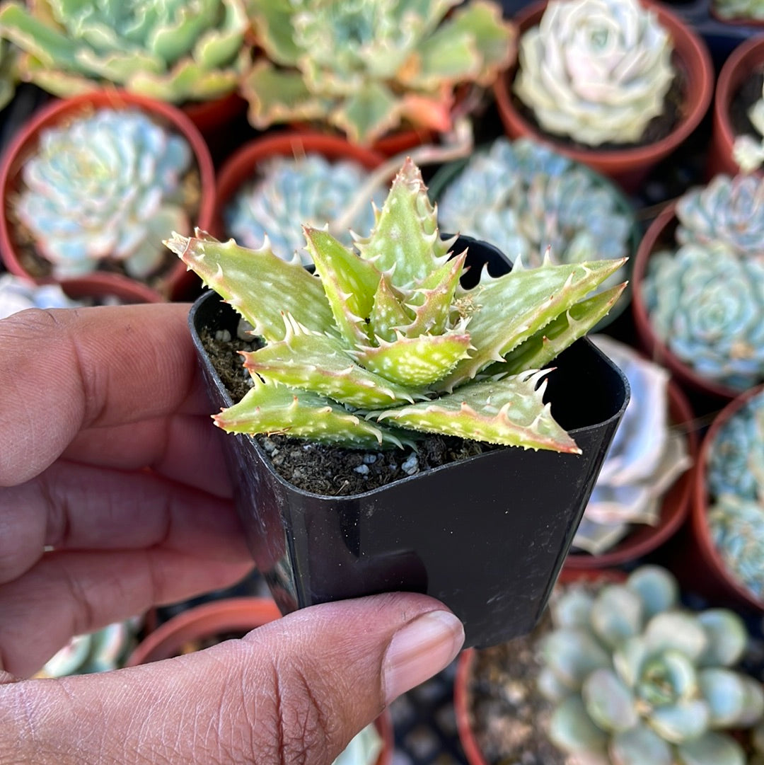 Aloe var.