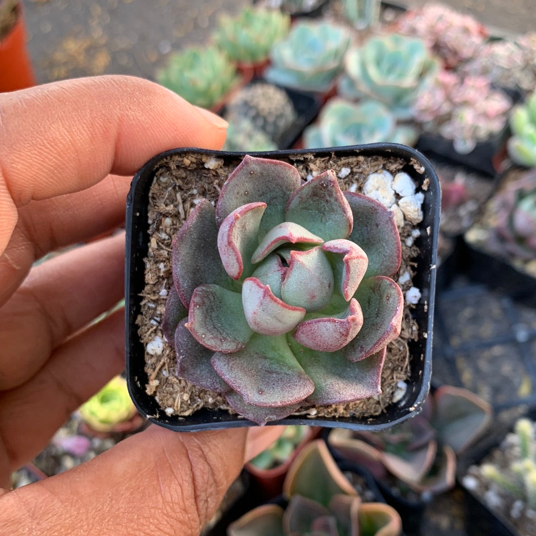 Echeveria sp 5