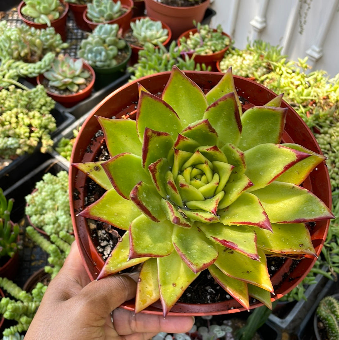 Echeveria Agavoides Lipstick Succulent