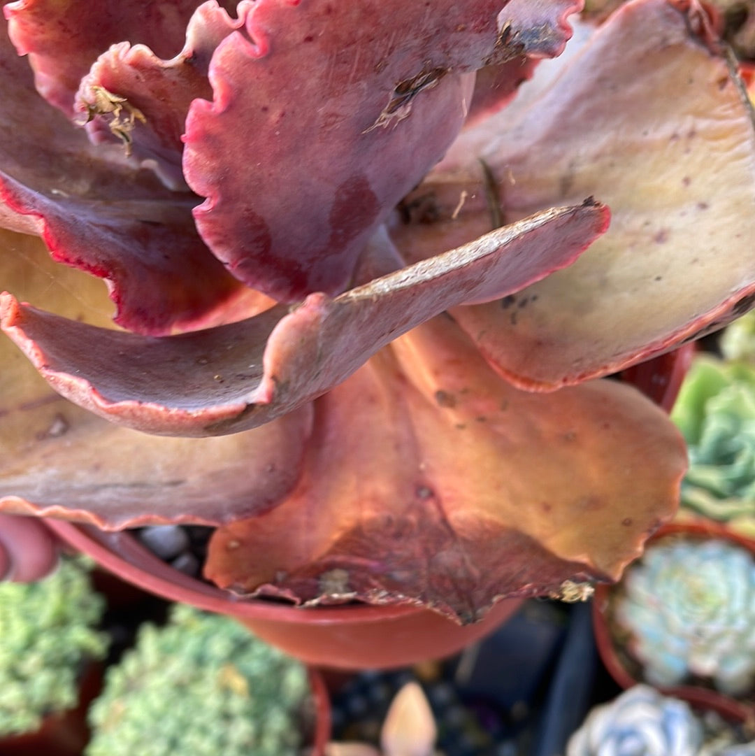 Imperfect E Gibbiflora Hybrid