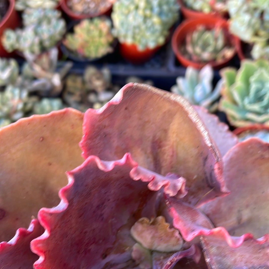 Imperfect E Gibbiflora Hybrid