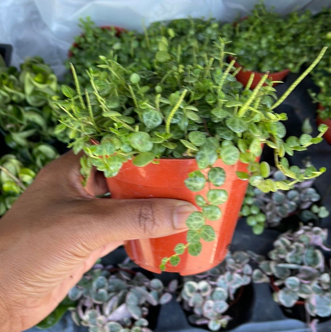 String of Turtles