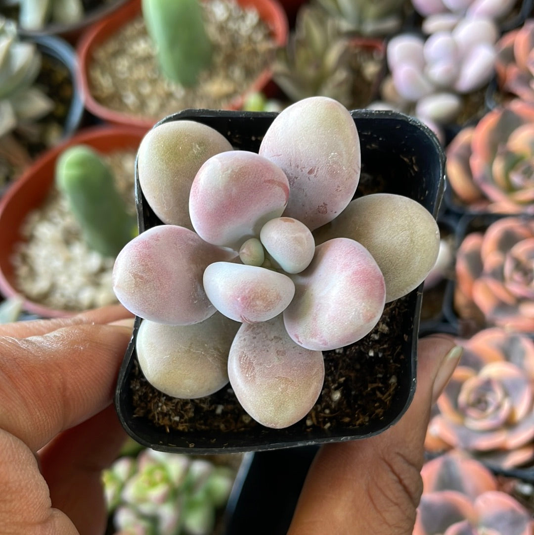 Pink Moonstone