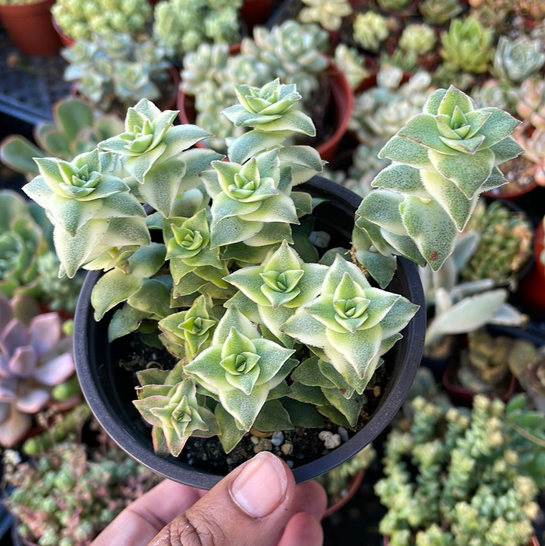 v string of buttons