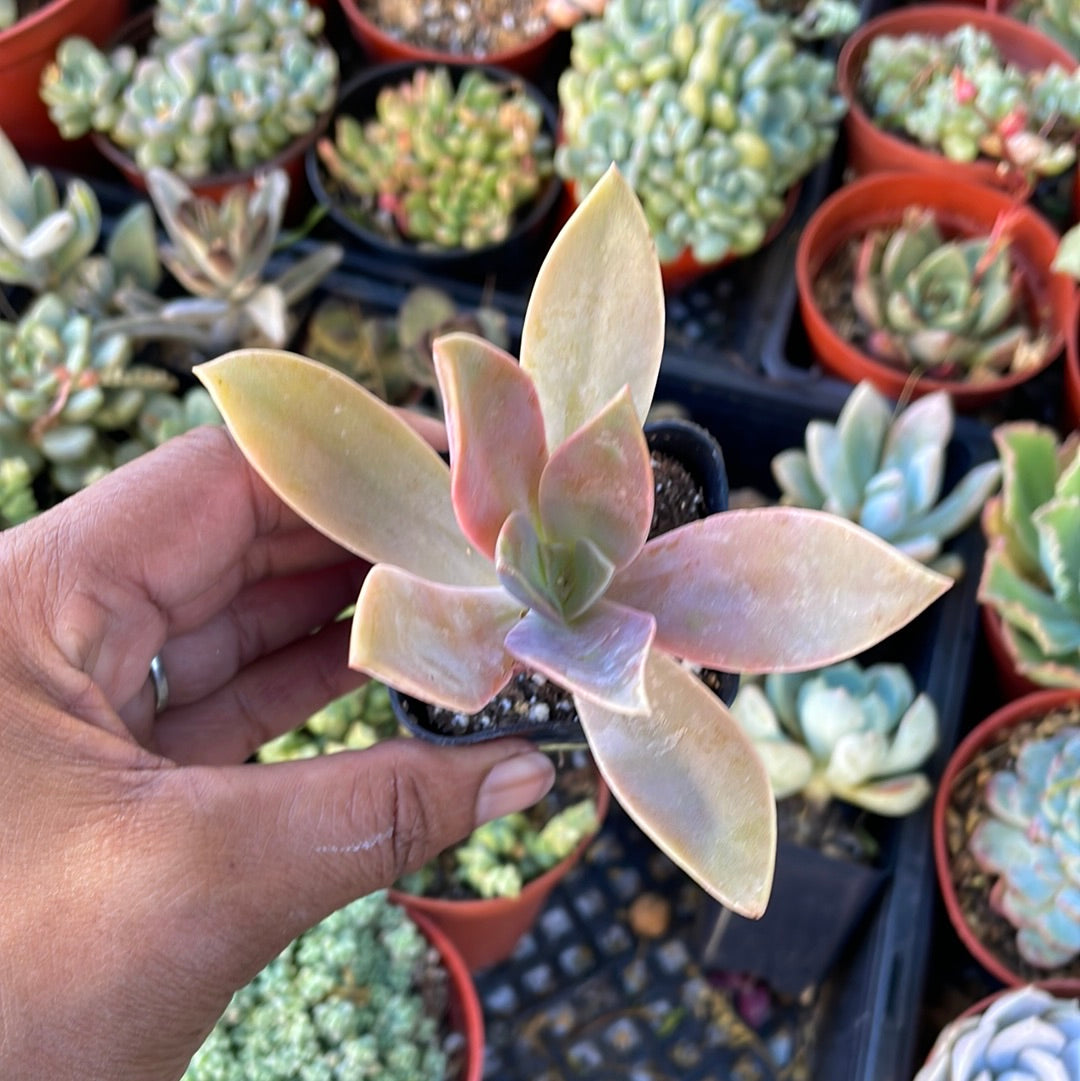 Graptoveria Fred Ives