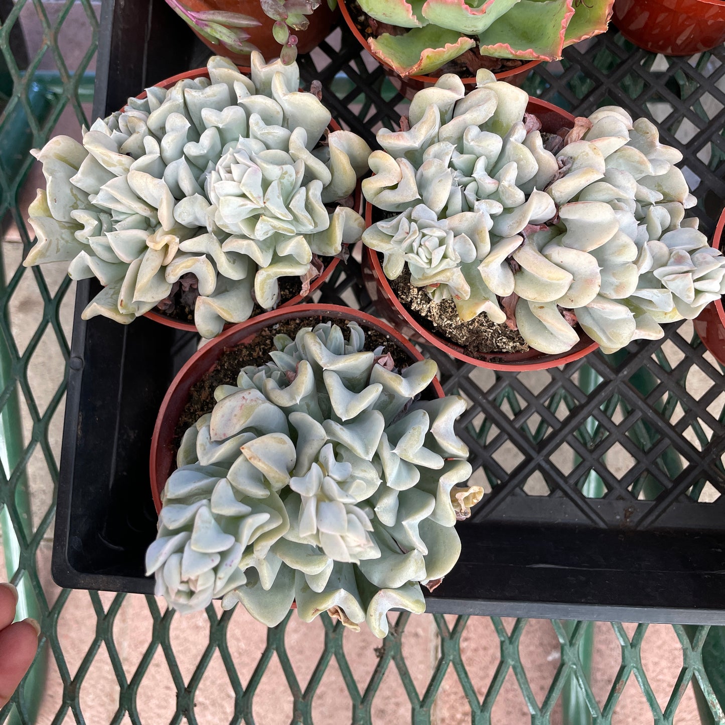 Topsy Turvy