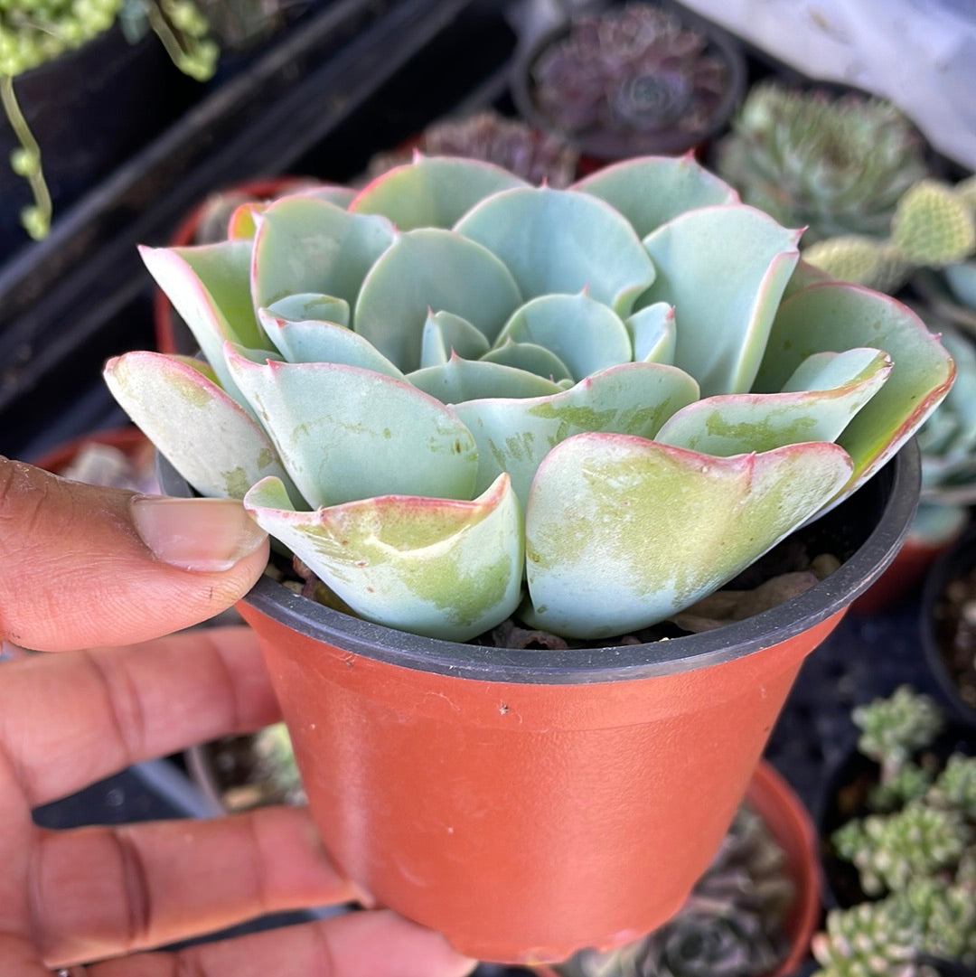 Echeveria Atlantis