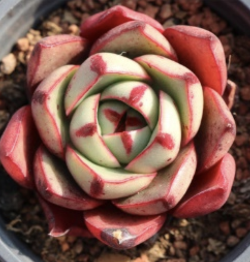 Korean Import- Echeveria Matador