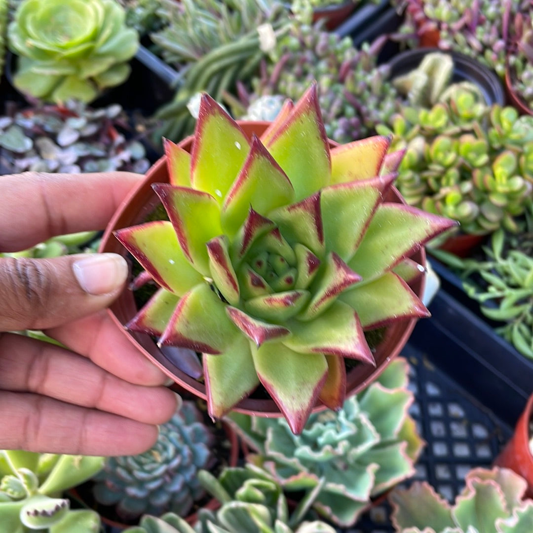 Echeveria Agavoides Lipstick Succulent