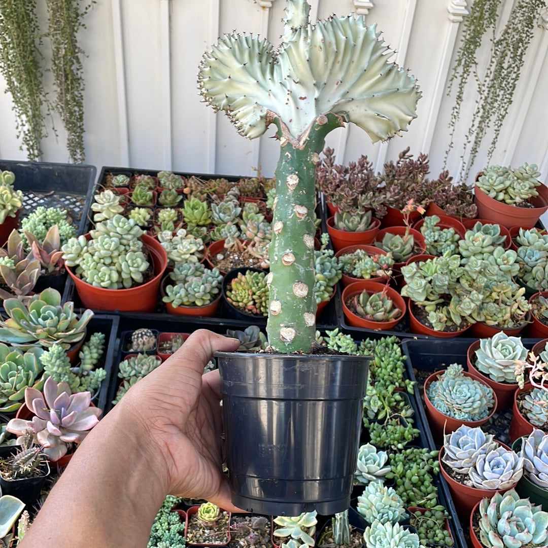 Euphorbia Lactea Cristata