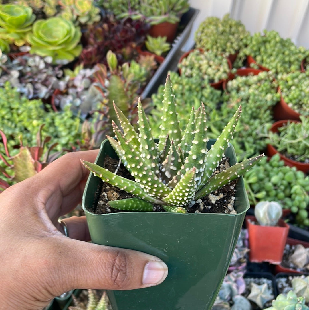 Tulista pumila - Pearl Plant