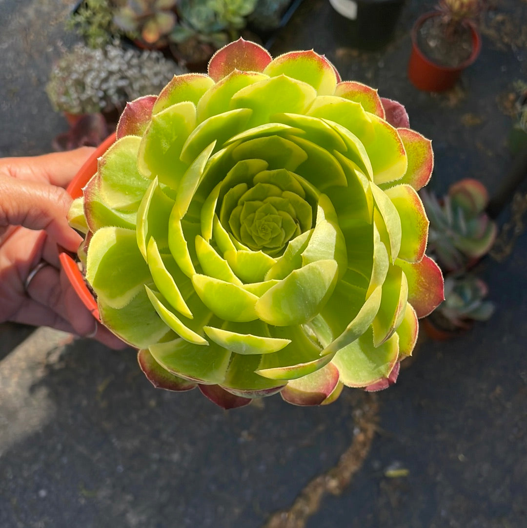 Aeonium Fiesta