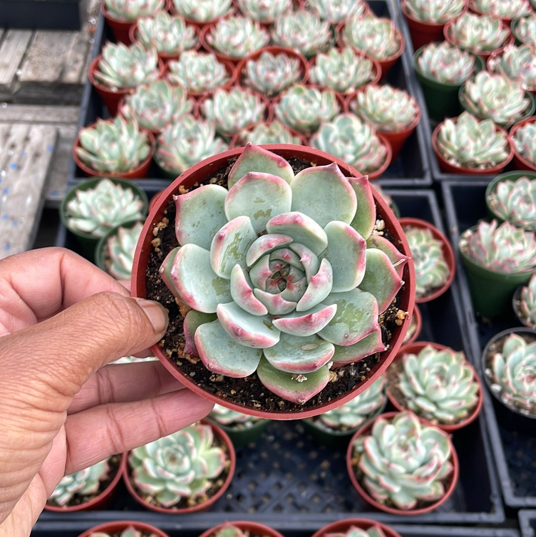 Echeveria Tippy