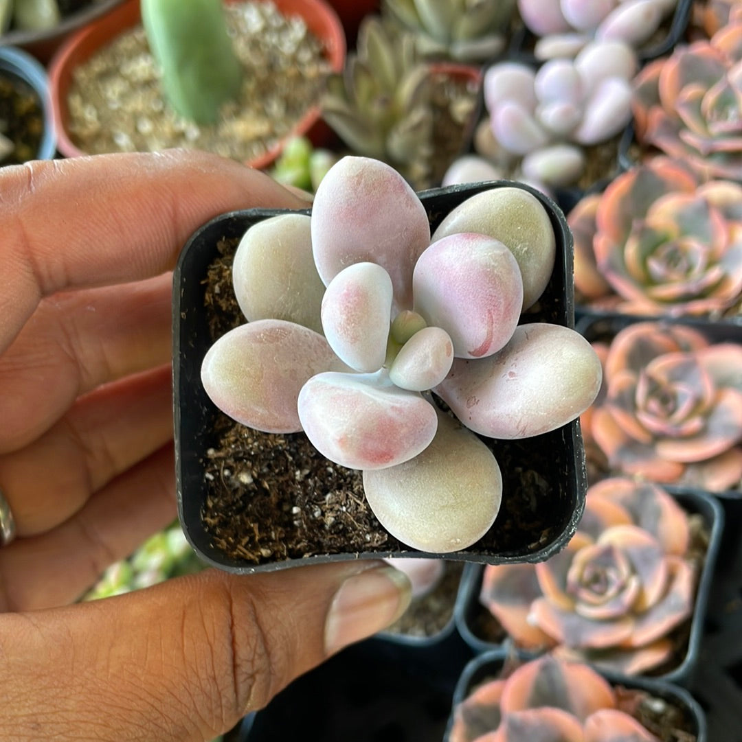 Pink Moonstone