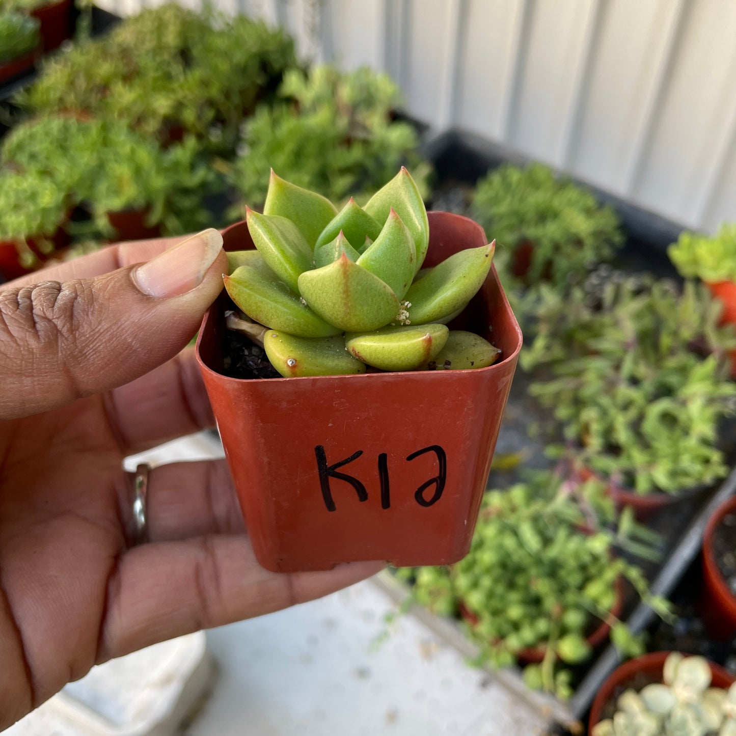 Imported Succulent - K12