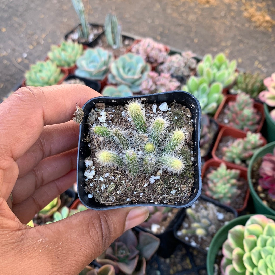 Rattail Cactus