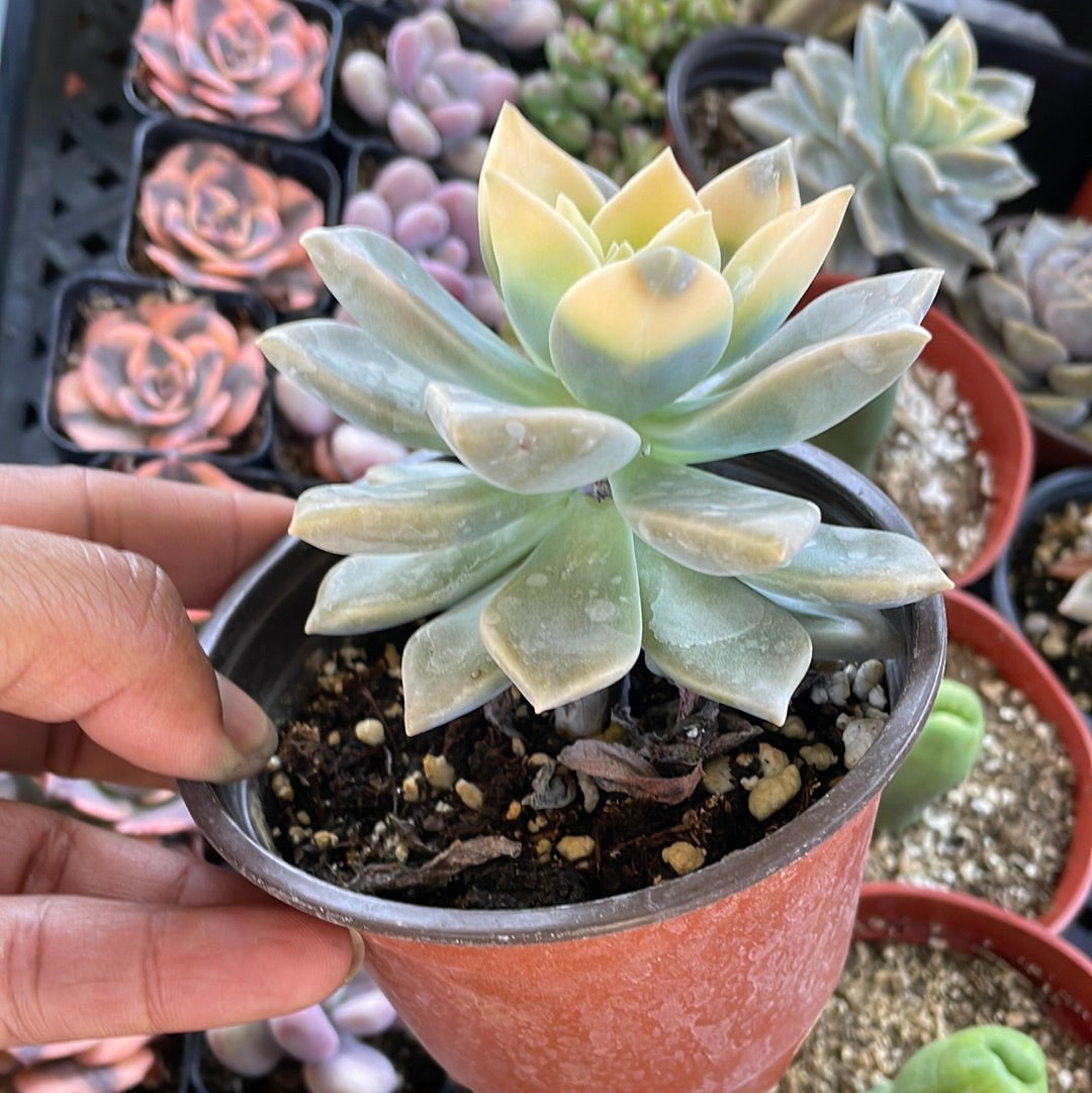 Variegated Graptopetalum Var.