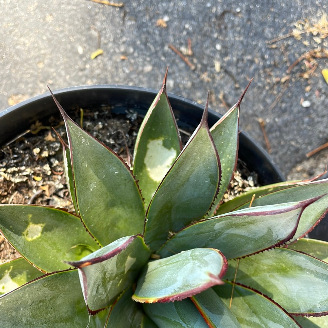 Imperfect Agave Blue Glow