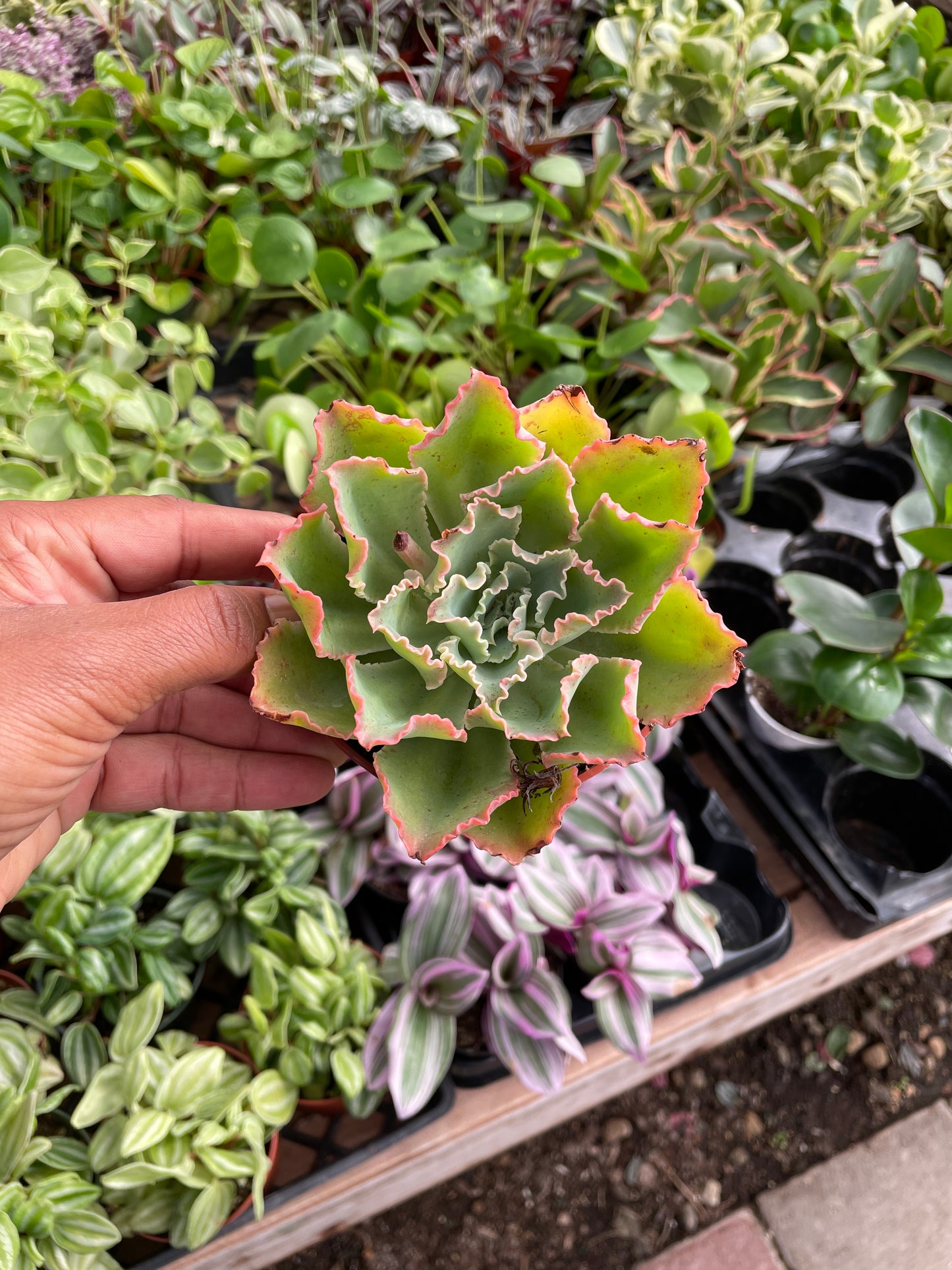 Echeveria Crinoline Ruffles
