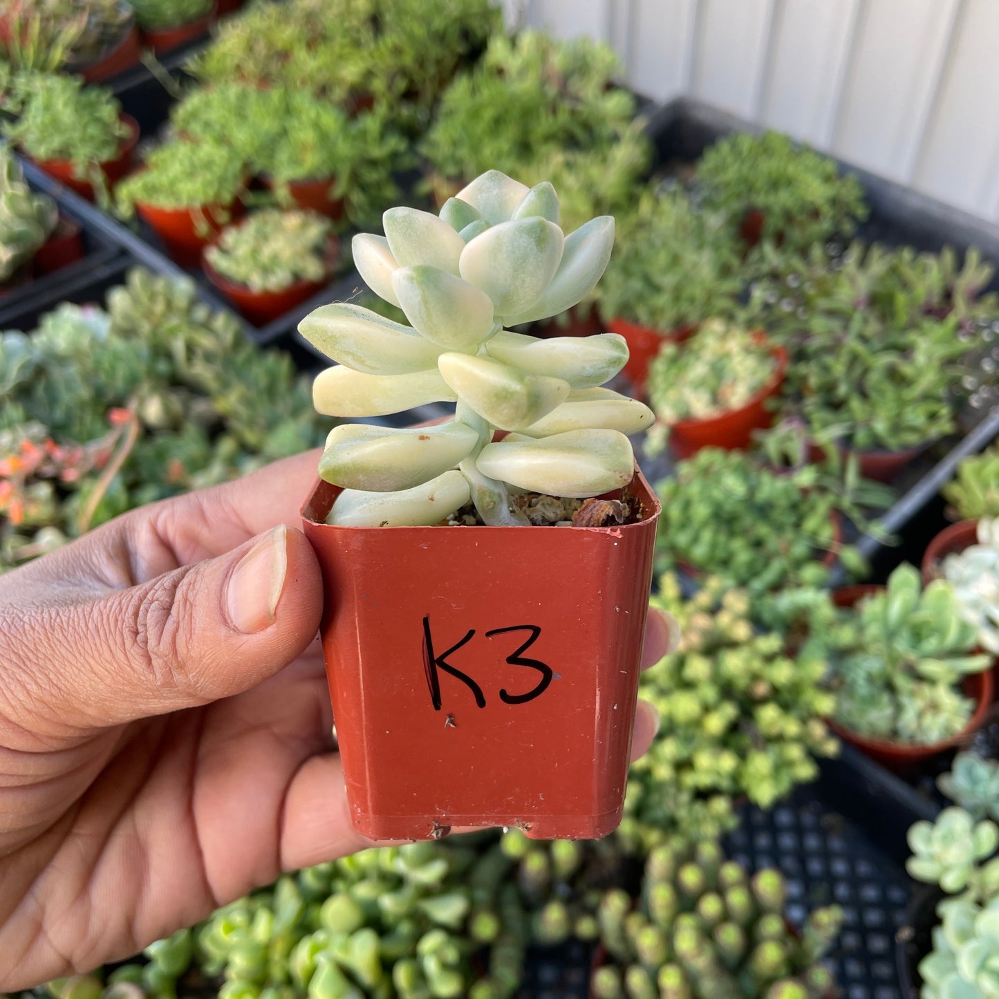 Imported Succulent - Graptoveria Apricot Variegated