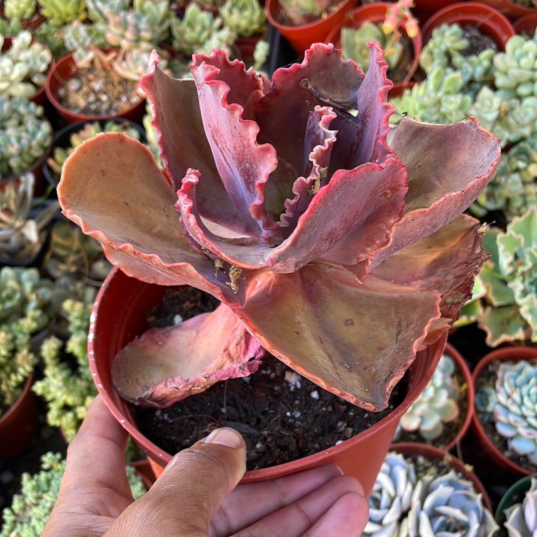Imperfect E Gibbiflora Hybrid