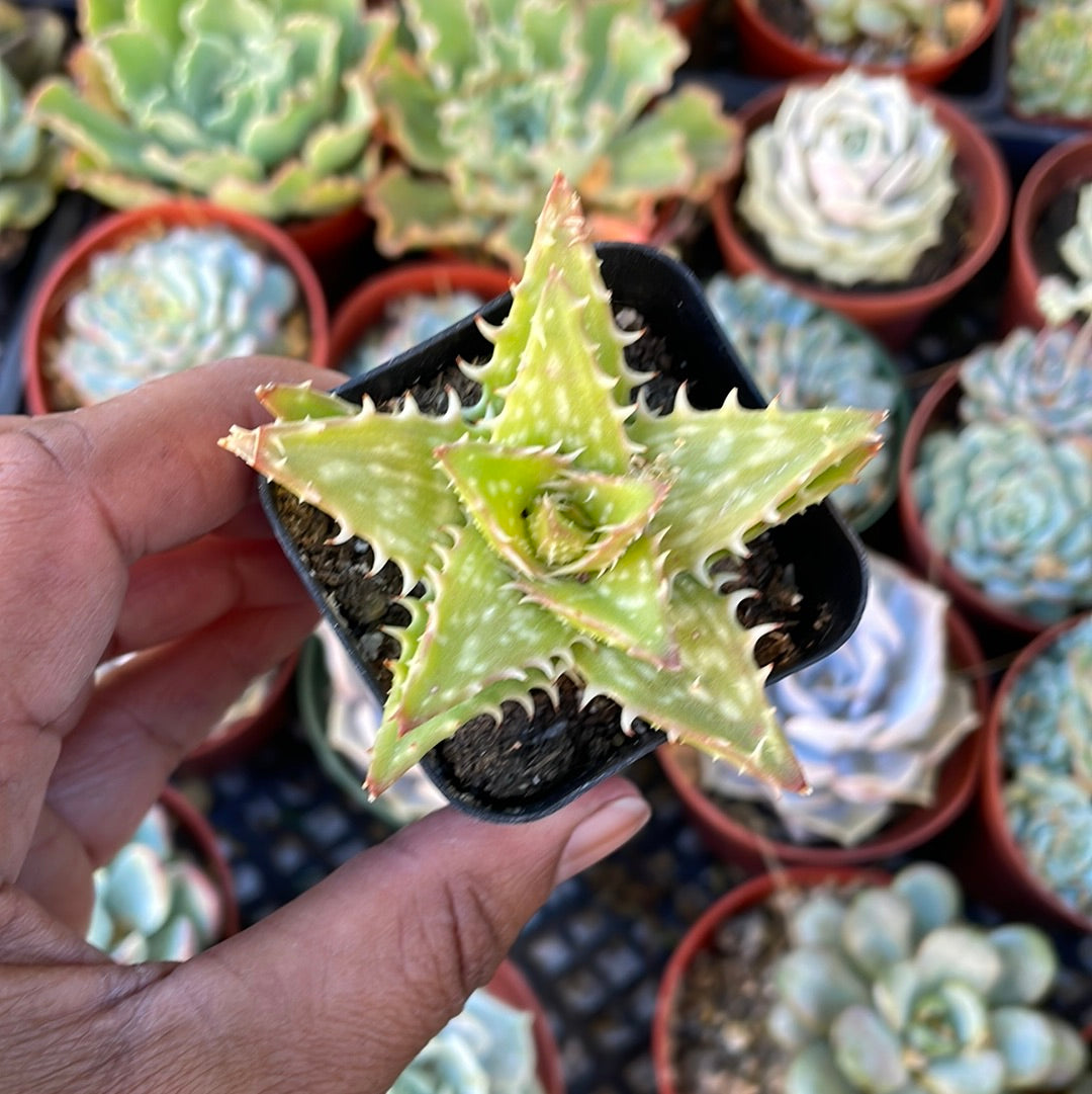Aloe var.