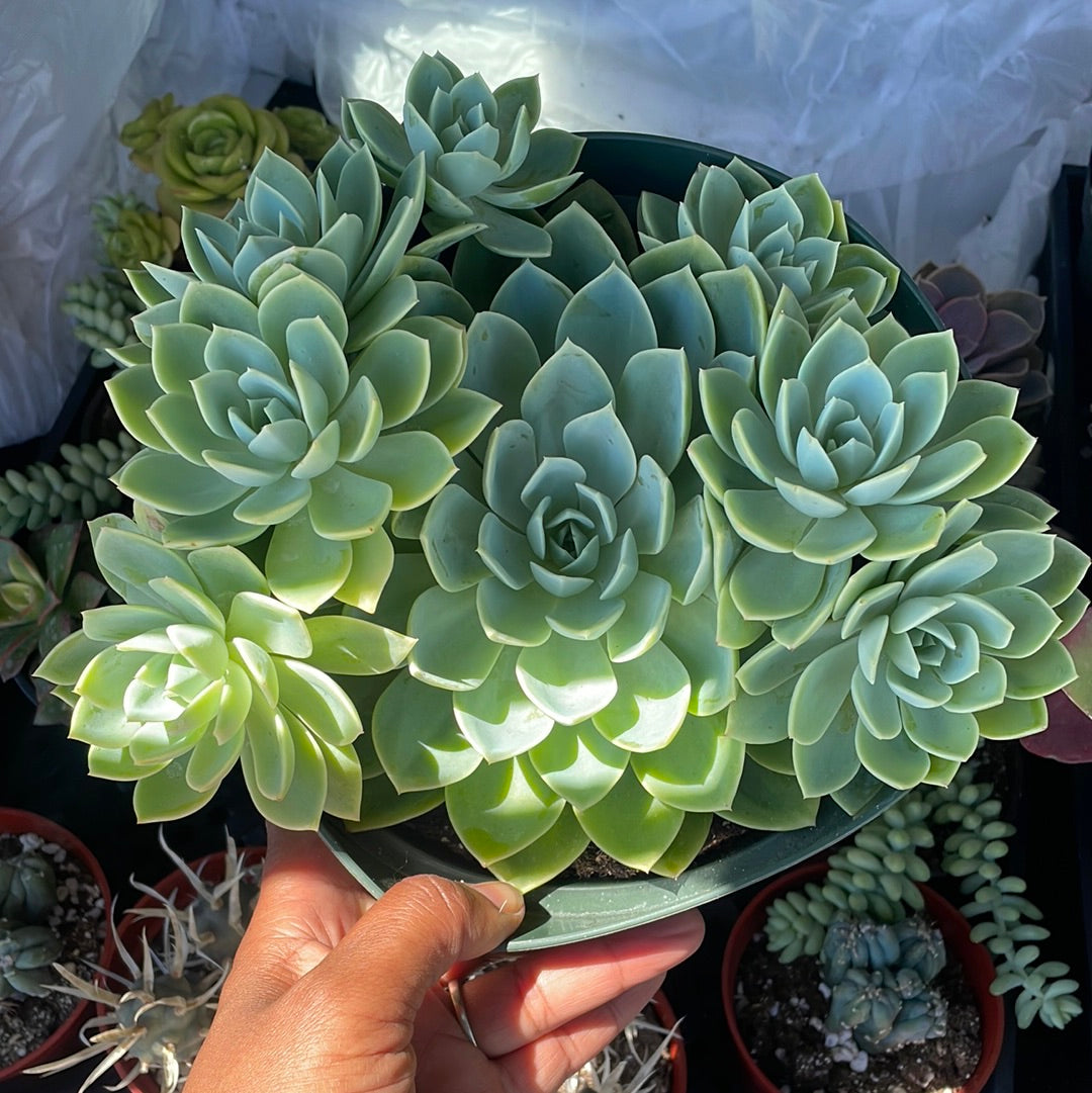 Echeveria Blue Atoll