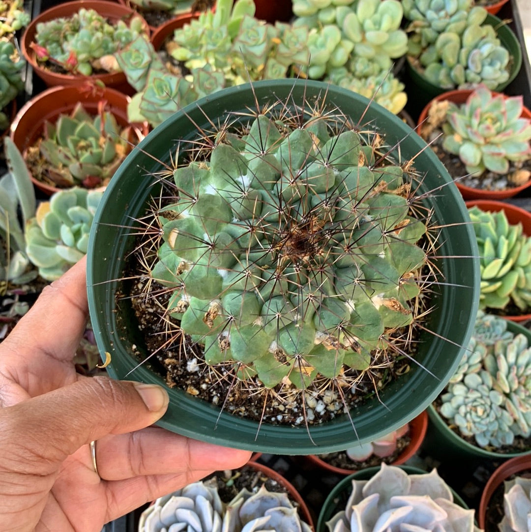 Mammillaria sp.