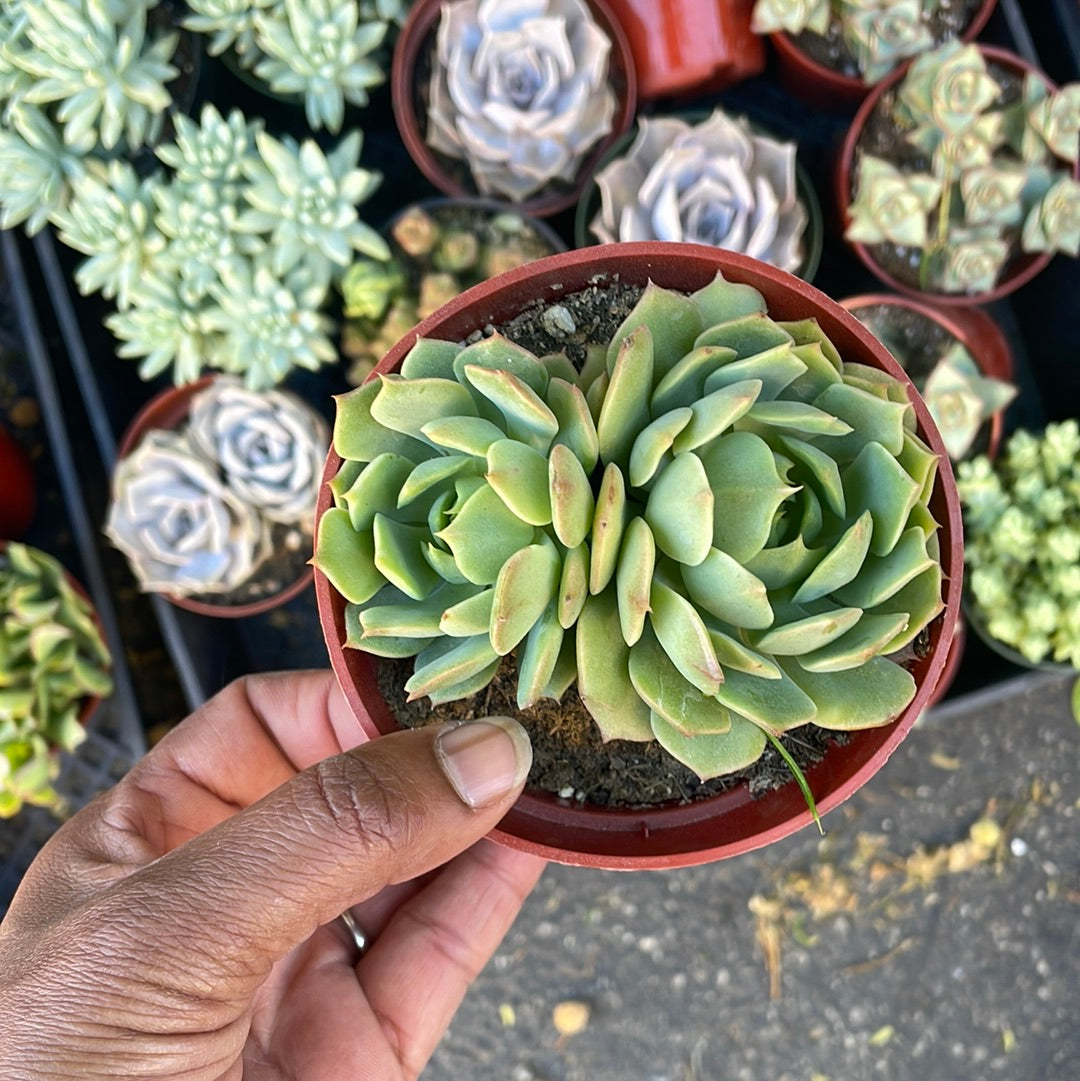 Echeveria Ramilette Cluster