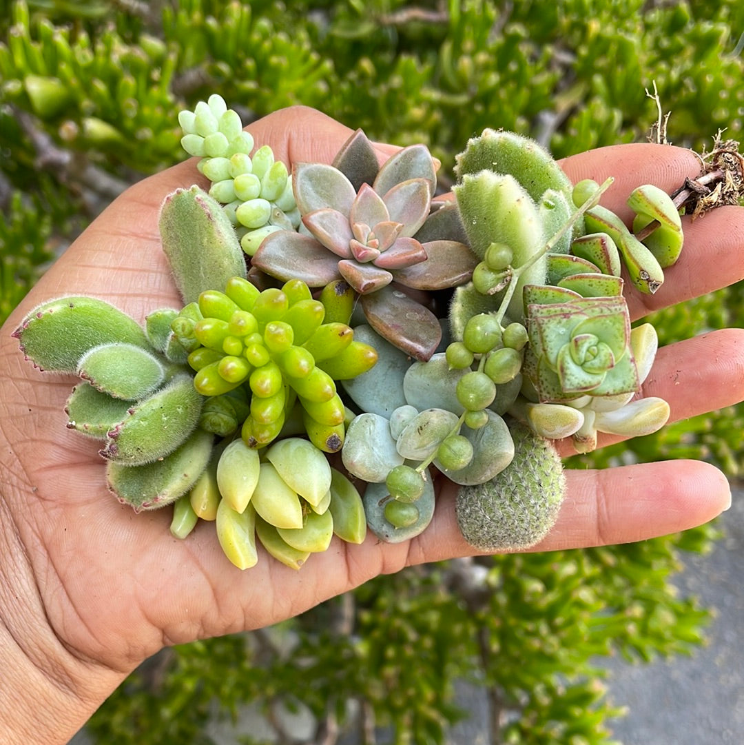 100 succulent cuttings Shop Succulents