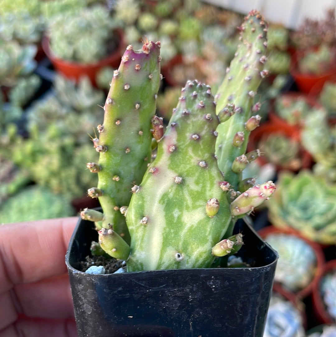 Opuntia Monocantha