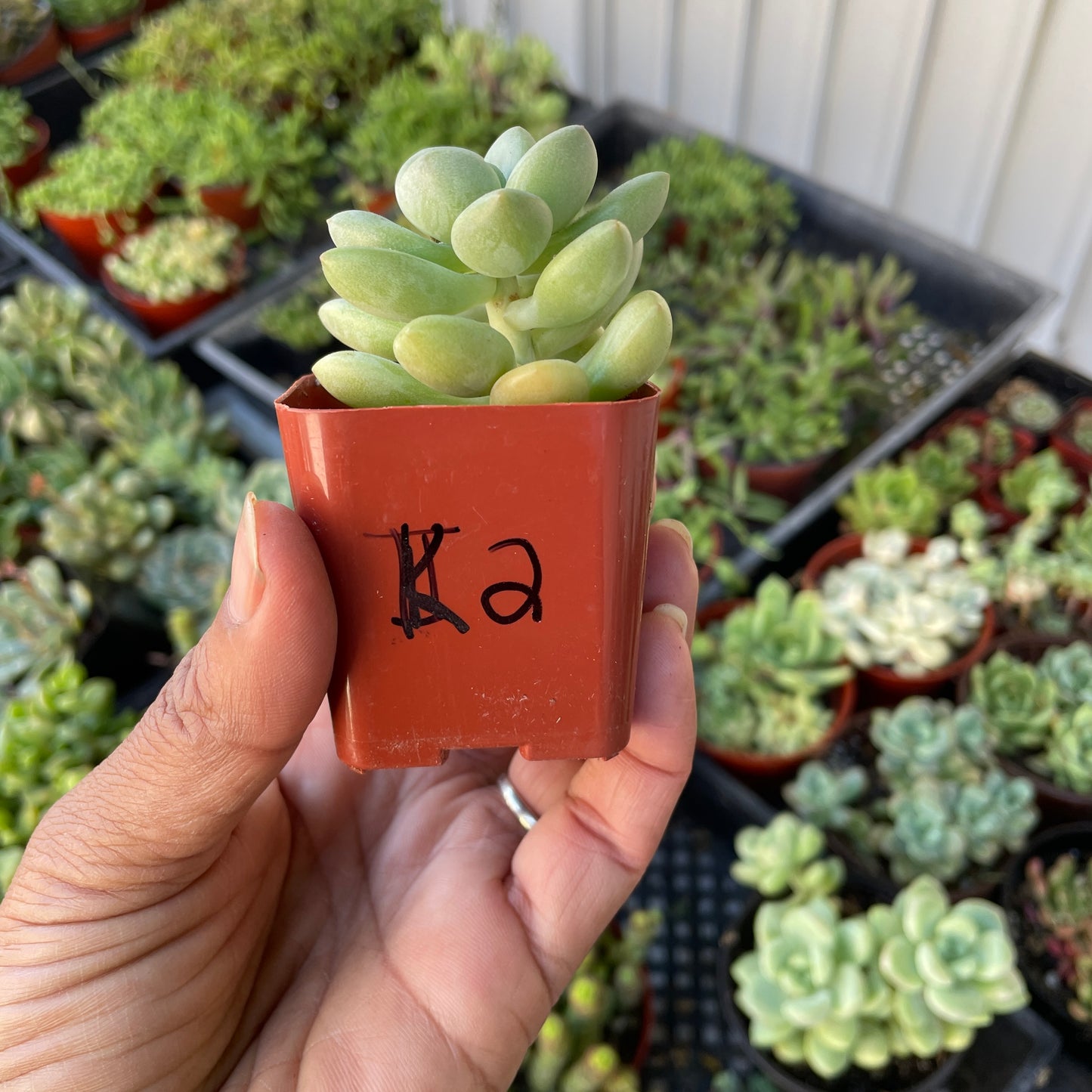Imported Echeveria - K2