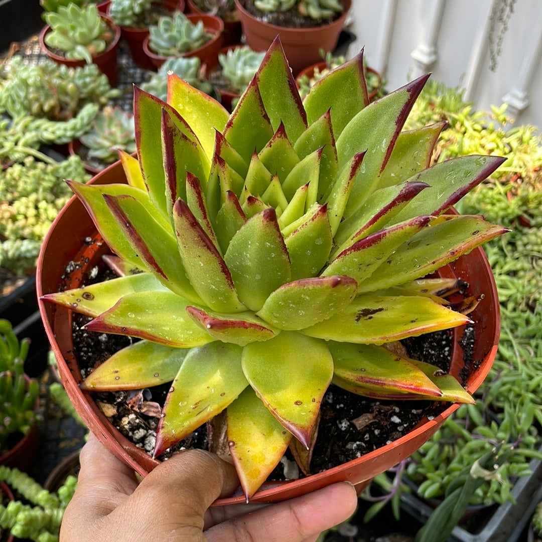 Echeveria Agavoides Lipstick Succulent