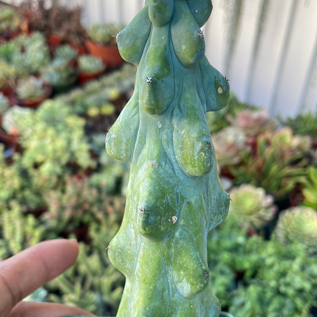 Boobie Cactus