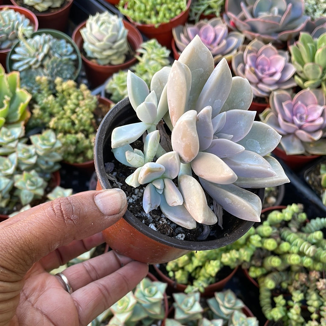 Graptopetalum var.