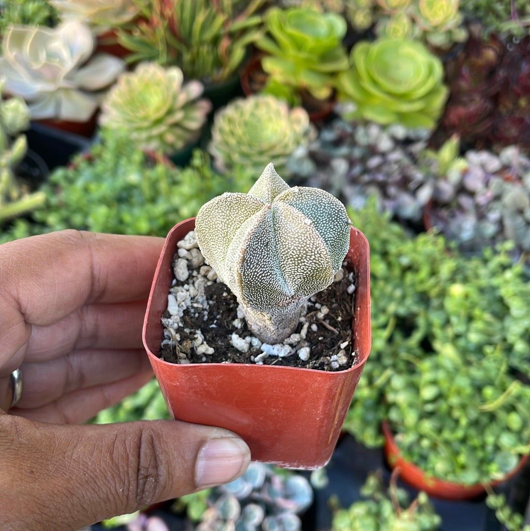 Astrophytum myriostigma