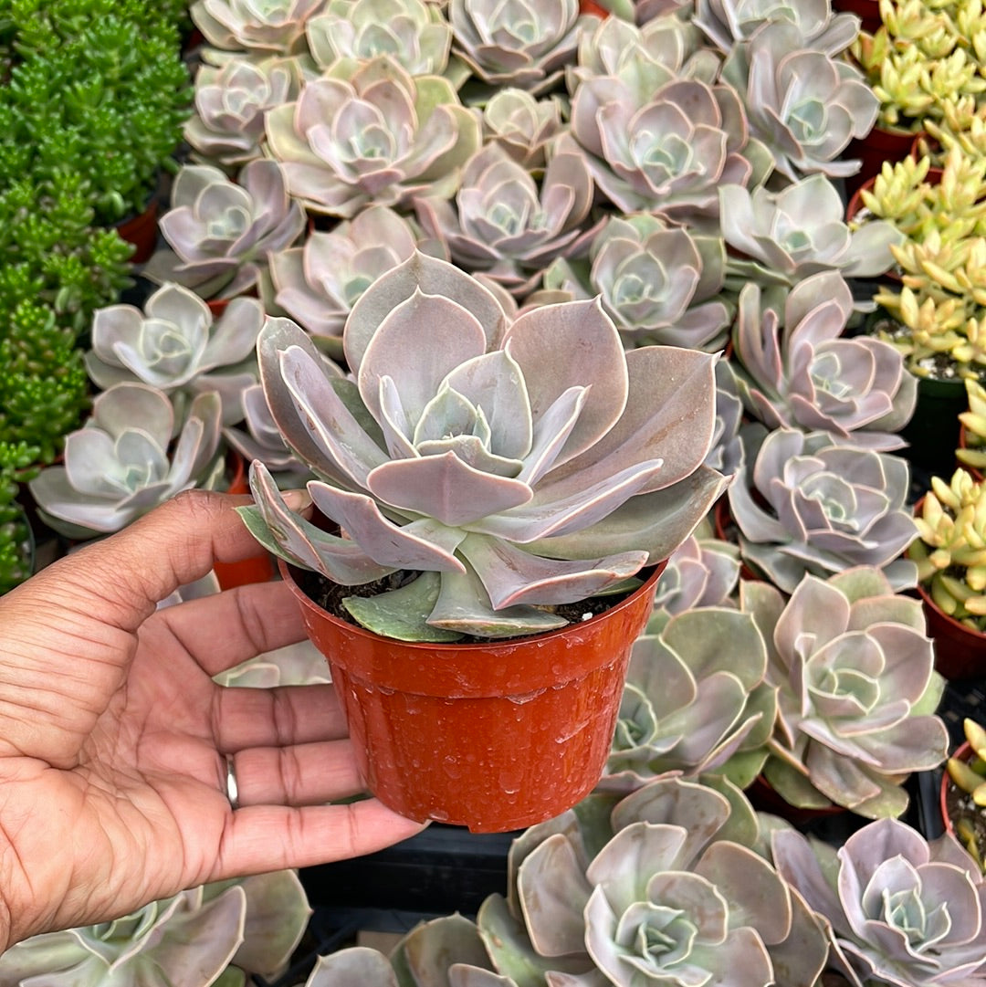 Echeveria Sp